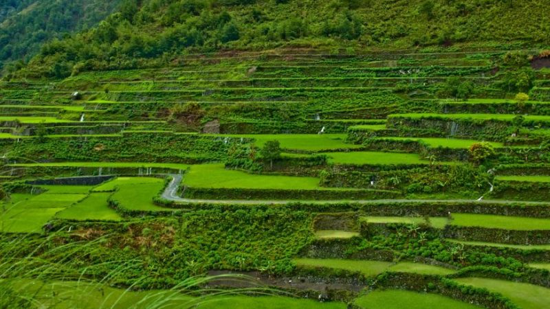 12 Nights 13 Days Kohima Nagaland Tour_5