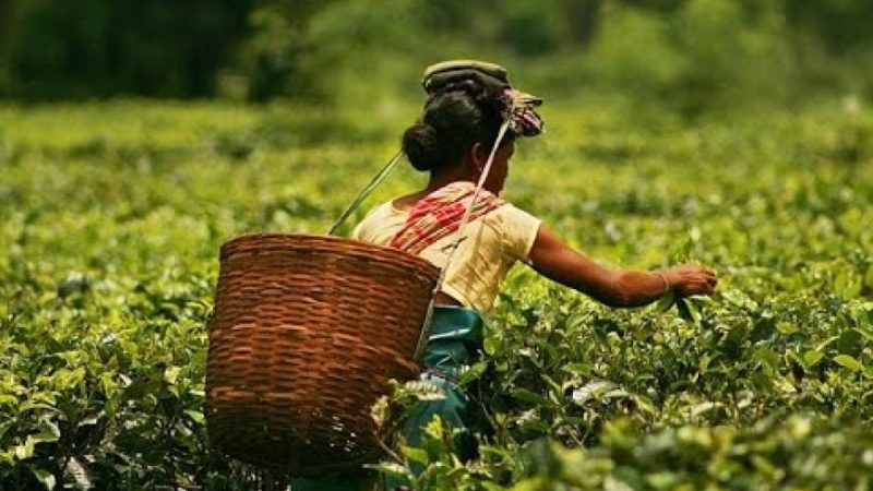 2 night 3 days Ghy-kaziranga_15