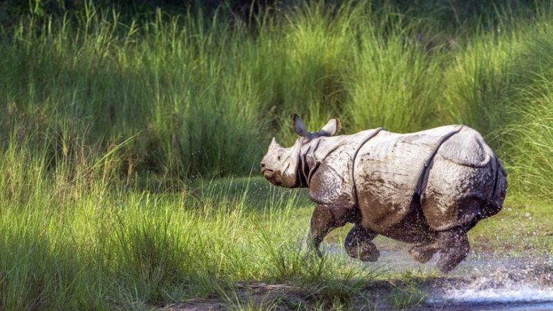 2 night 3 days Ghy-kaziranga_6