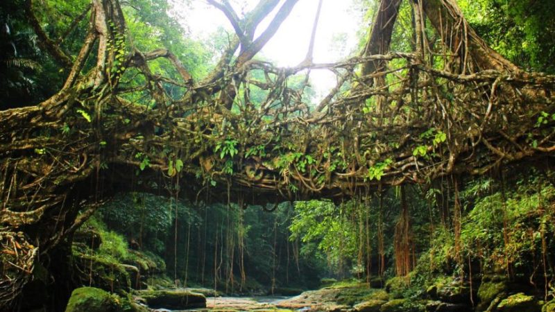 5 Nights 6 Days Kaziranga Shillong Dawki Cherrapunjee Tour_1