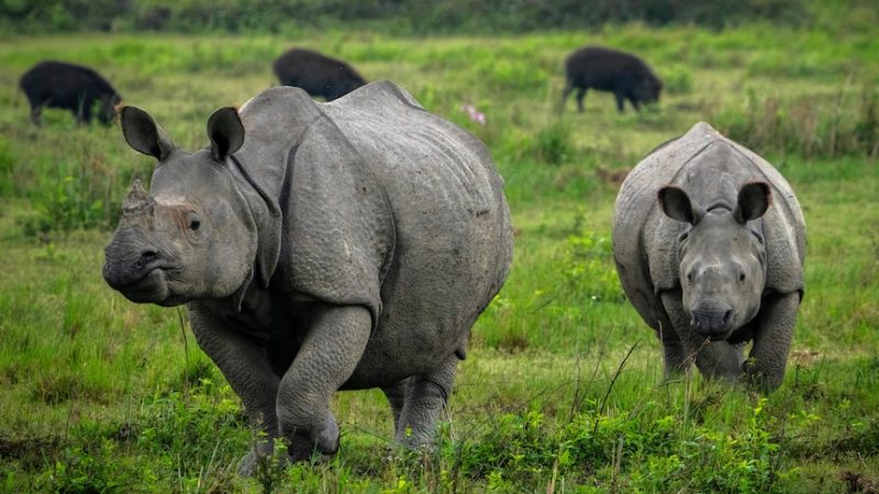 Rhino