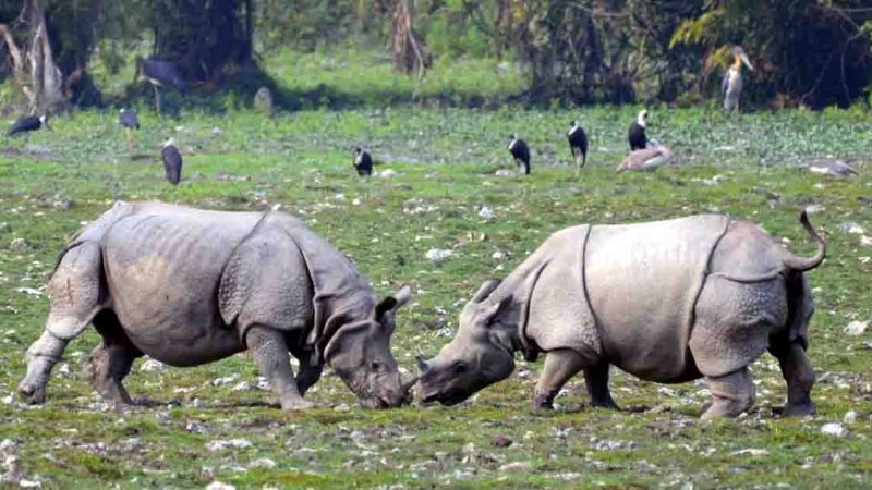 Rhinoceros at Kaziranga National Park. (File Photo: IANS)
