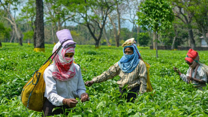tea-garden-pti-assam